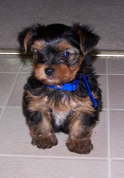 how to trim a yorkie s how to trim yorkie nails breeds picture how to trim a yorkie s how to trim yorkie nails breeds picture